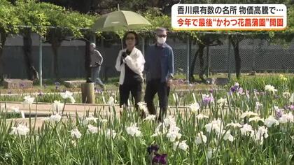 咲き競う１万本以上の花は今季で見納め…３０年以上親しまれた「かわつ花菖蒲園」一般公開【香川・坂出市】