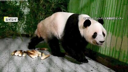 「頑張れ！頑張れ！」涙するファンも…双子パンダ「シャオシャオ」「レイレイ」中国・四川省の保護センター到着　顔を出しエサ食べる場面も