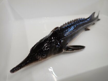 大豆イソフラボンでチョウザメの“メス化”に成功…キャビアの量産化はもうすぐ? 課題を近畿大学に聞いた