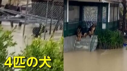 「あそこにも犬が…」豪雨で水没した住宅に取り残された4匹の犬　“秘密兵器”で近隣住民が救出作戦　トルコ