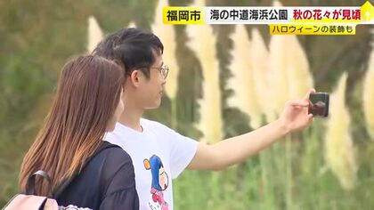 高さ約2メートル…ススキに似たパンパスグラスが秋風に揺れる　園内にハロウィーンの飾りつけも　福岡市・海の中道海浜公園