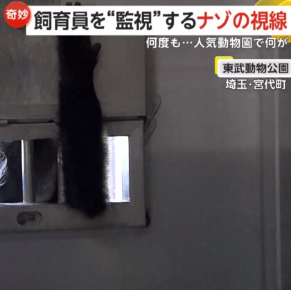 「掃除していると視線が…」飼育員をじっと“監視”するサル！ごはん欲しさに小窓を何度もチラ　埼玉・東武動物公園