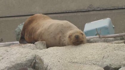 群れとはぐれた？羽田空港近く東京湾に“トド”…カメラは愛くるしい表情で寝る姿を捉えた