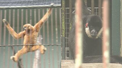 国内で唯一飼育「キタホオジロテナガザル」敬老の日　2匹のご長寿ザルに特製ケーキプレゼント　人間でいうと80～90歳【大分発】