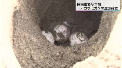 去年より10日早く日南市でアカウミガメ産卵を確認　保護監視員「1個でも多く孵化を」