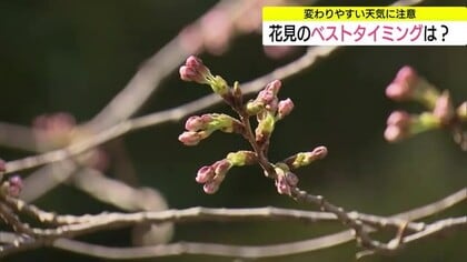 「開花」はお預けも桜の季節はもう目の前…満開予想は松江4月3日、鳥取4月5日