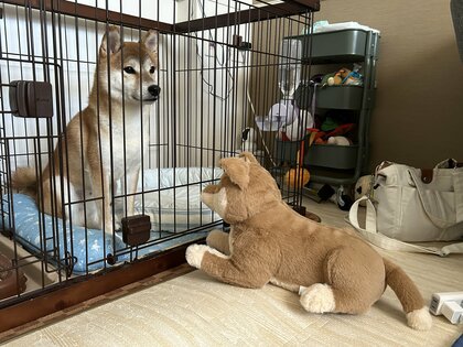 遠くを見つめて「わたしは石」…柴犬がぬいぐるみにまで“犬見知り”？克服できたのか飼い主にその後を聞いた