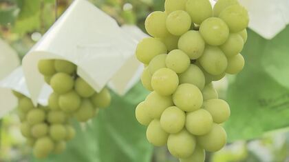 シャインマスカットなど57房盗む　女2人書類送検　自身の店で提供目的か　農家「一生懸命育てたのに悲しい」