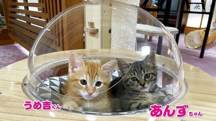 温泉旅館の“猫スタッフ”あんずちゃん 小さな体で客のスリッパ