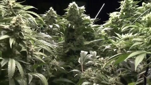 トランプ氏が大麻規制“緩和”の大統領令に署名…医療目的で娯楽用認めない姿勢強調　現在はヘロインと並ぶ最も危険性高い薬物に分類