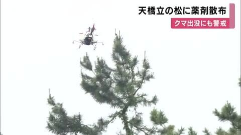 日本三景・天橋立で松枯れ防止へ薬剤の散布始まる　高所の松はラジコンヘリで空中散布　クマ出没も確認され警戒　京都・宮津市