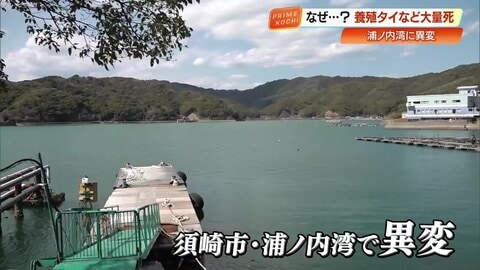 高知・浦ノ内湾で何が？養殖マダイなど3万5221匹が「原因不明」の大量死　海からのSOSに向き合う