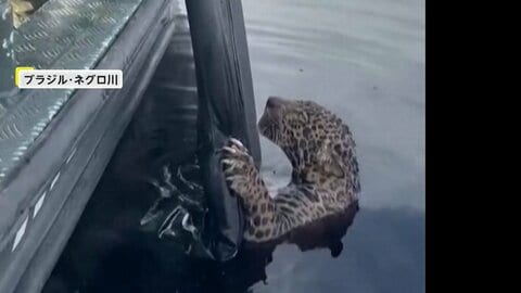 “衰弱”ジャガーをブラジルの川で発見…マットで救出　猟銃でケガしていて動物園で治療　アメリカでは“暴れん坊”イグアナを2人がかりで捕獲