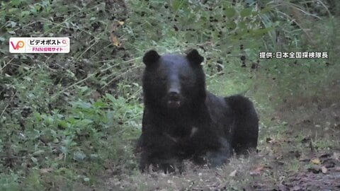 首都圏でクマ出没相次ぐ　日光の“紅葉クマ”に観光客「正直怖い」　神奈川ベッドタウン秦野でも　付近の小学校は集団下校に