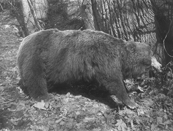 丘珠事件のクマのはく製(提供 北海道大学植物園・博物館)