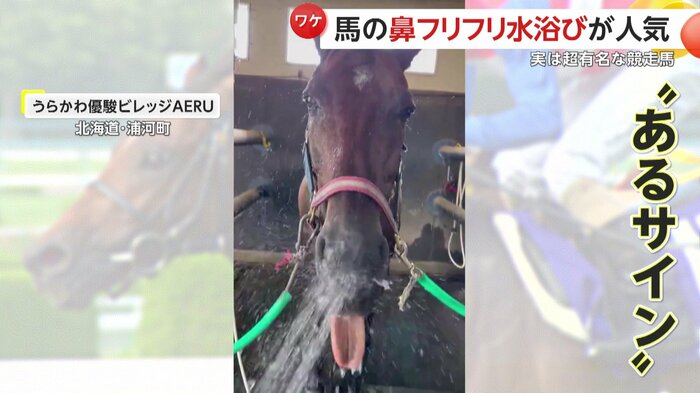 舌をペロっと出している瞬間(映像提供:うらかわ優駿ビレッジAERU)