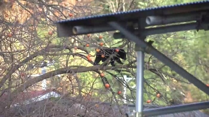 2日連続で同じ柿の木に居座るクマ