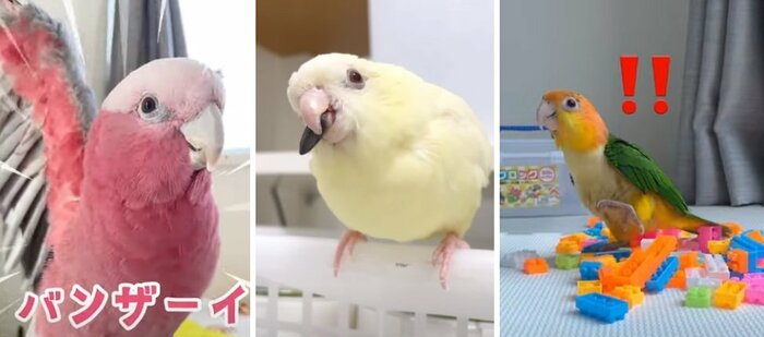 左からみりんちゃん、おもちちゃん、とろろちゃん。