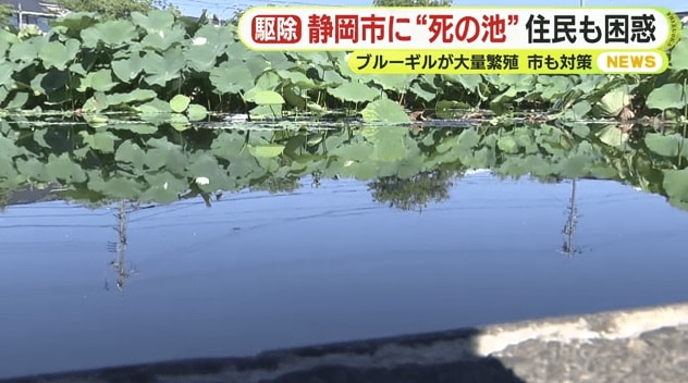 静岡市駿河区・小鹿公園の二ツ池