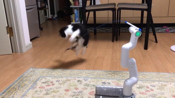 元気いっぱいに猫じゃらしを追いかけている