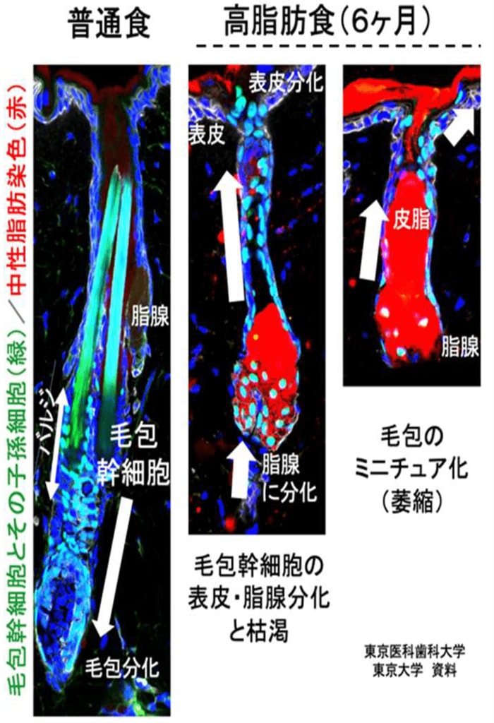 出典:東京医科歯科大学