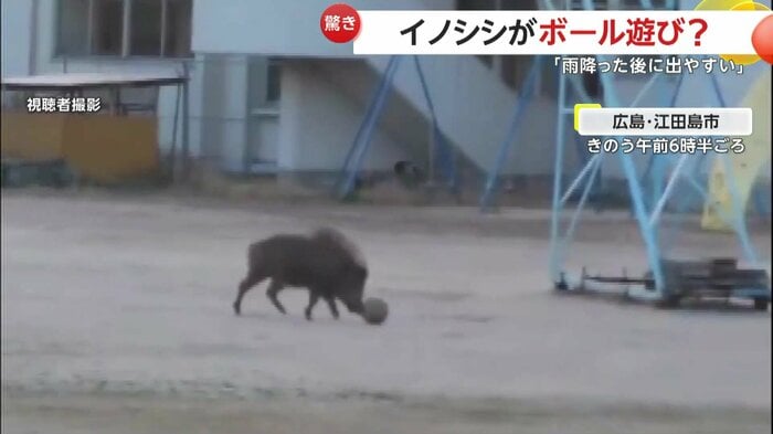 ボールを転がしていたイノシシ（視聴者撮影）