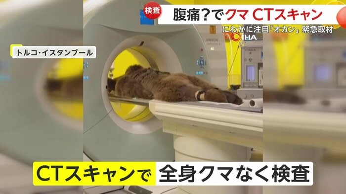 人間さながらのポーズでCTスキャンを受けるオカン