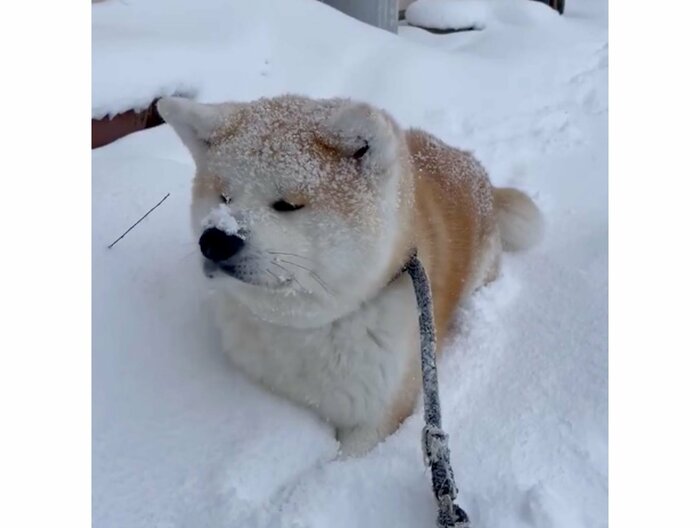顔に雪が積もっている(提供:秋田犬 五元(イモト)さん)