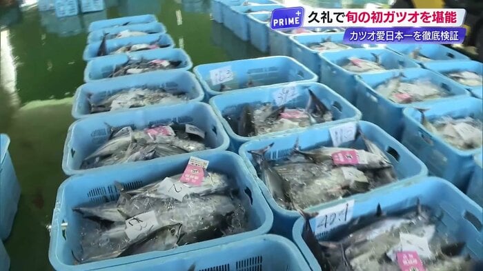 水揚げされ港に並ぶ初ガツオ