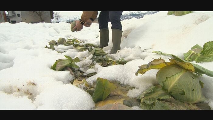 廃棄予定だった雪下キャベツ(2025年3月)