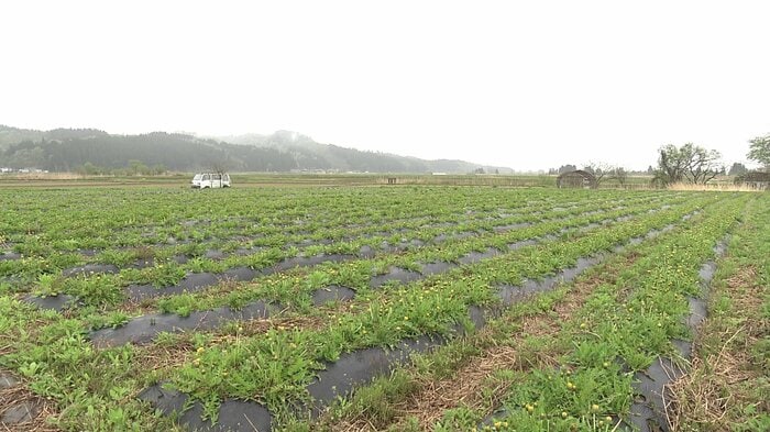 約2万本の日本タンポポを栽培している今野さんの畑（秋田・大仙市協和峰吉川）
