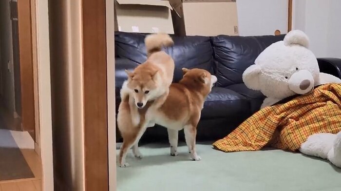 テンションが上がって駆け回り、“兄”をジャンプするわらびちゃん