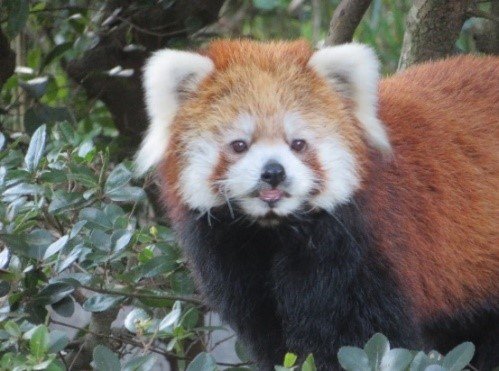 2023年10月撮影 ふさふさな姿のリコちゃん