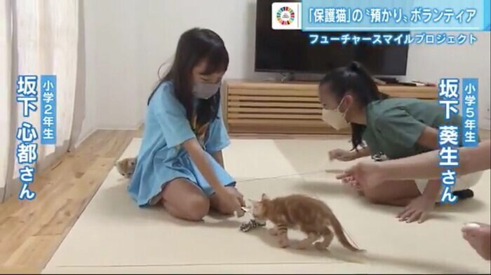 預かった子猫たちと遊ぶ坂下家の姉妹