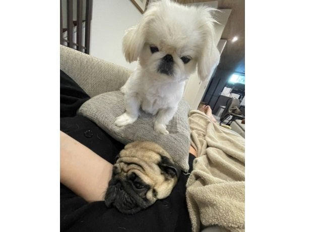 横綱ちゃんをギュッとつぶしちゃった!?