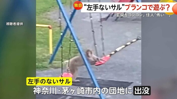 自力でブランコを揺らしているように見える左手のないサル