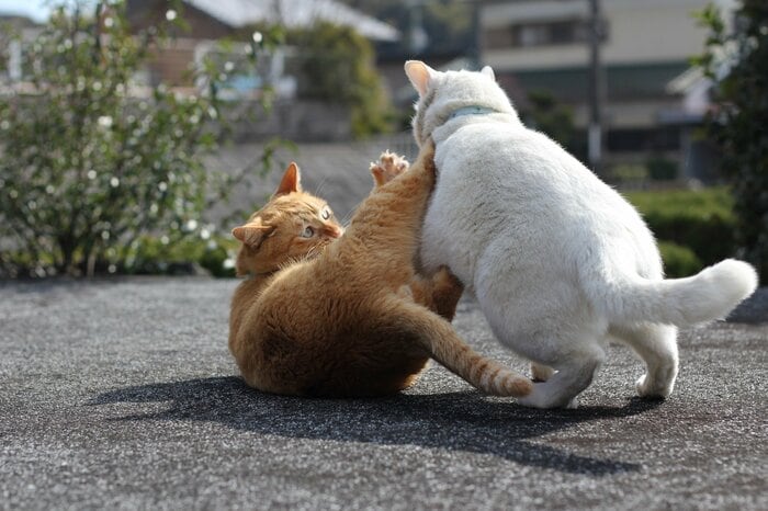 (画像はイメージ)
