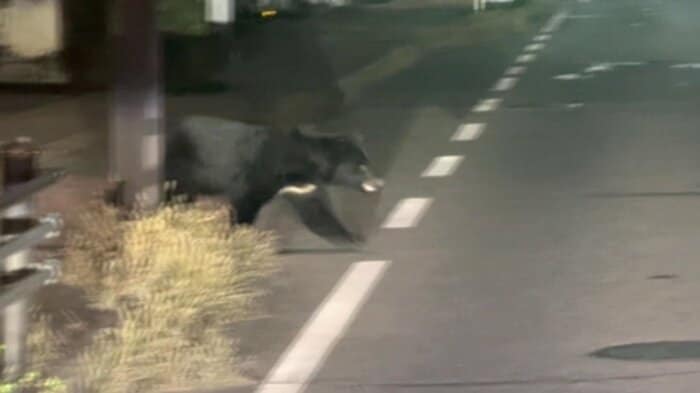 秋田市の市街地に現れたクマ（視聴者撮影）