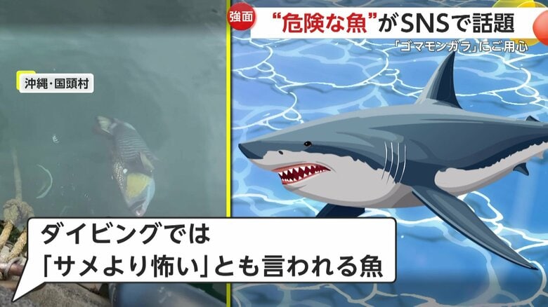 「サメより怖い、この顔見たらご用心」ヒトを襲う凶暴な“ゴマモンガラ”「コイツに襲われて溺れかけた」ダイバーも恐れる危険な魚が沖縄・国頭村に出現｜FNNプライムオンライン