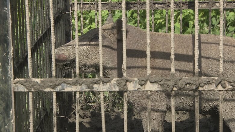 致死率最大30％「SFTSウイルス」 富山県の野生イノシシ調査で石川県境に陽性反応集中が判明　ウイルス持つマダニは「県内全域に生息の可能性」｜FNNプライムオンライン