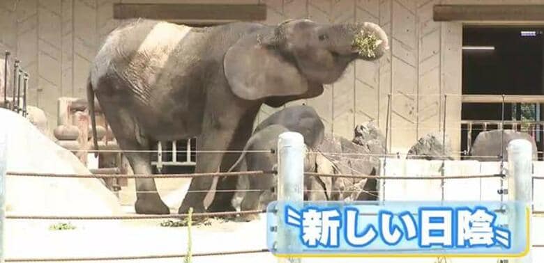 「新しい日陰」にゾウの親子もお気に入り　新たな暑さ対策　遮光ネットの日よけ設置　広島市安佐動物公園｜FNNプライムオンライン