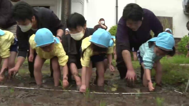 園児がもち米の田植え体験　「おいしくなーれ」と願い込め　岩手県一関市｜FNNプライムオンライン