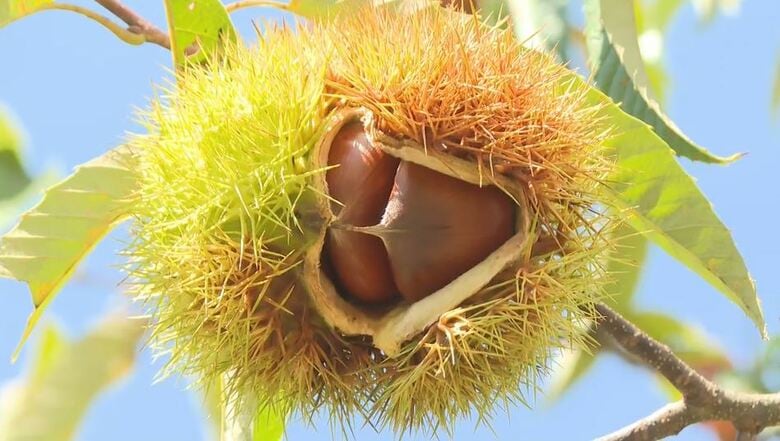 「まずは栗ご飯」栗拾いの受け入れが観光農園で始まる　猛暑の影響を心配も…生育は順調　長野・喬木村｜FNNプライムオンライン