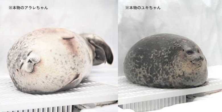 モデルとなったアザラシ