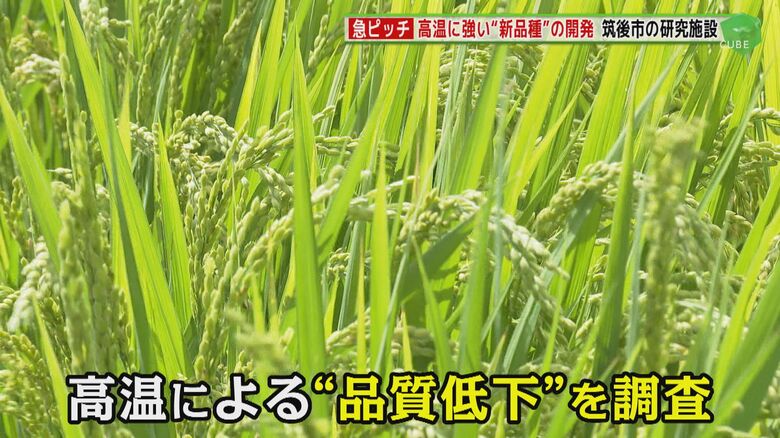 九州沖縄農業研究センター（福岡・筑後市）