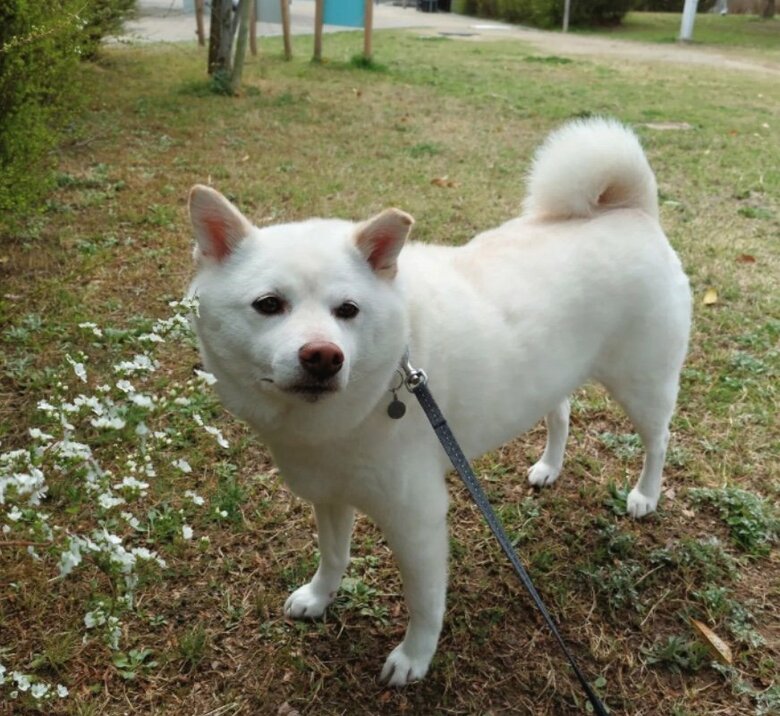 提供： kinako_kinakoさん