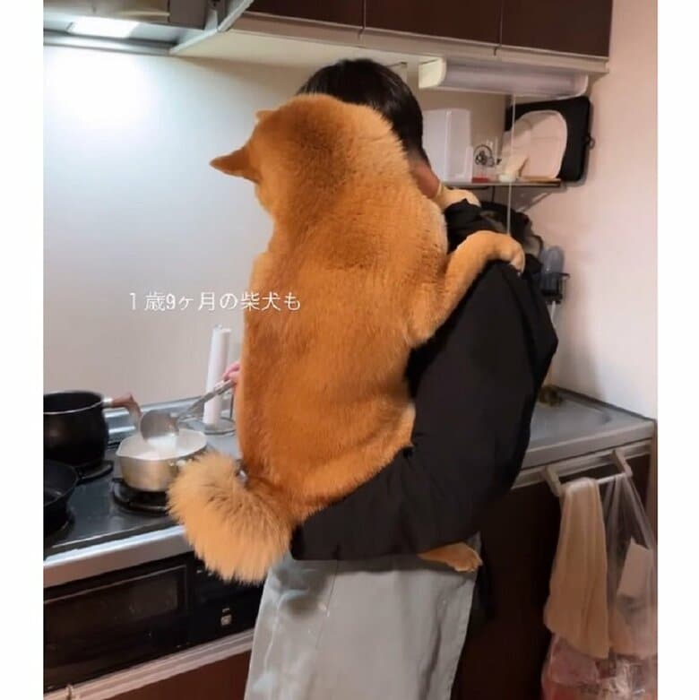 赤ちゃんのようにパパさんに抱っこしてもらうむぎちゃん