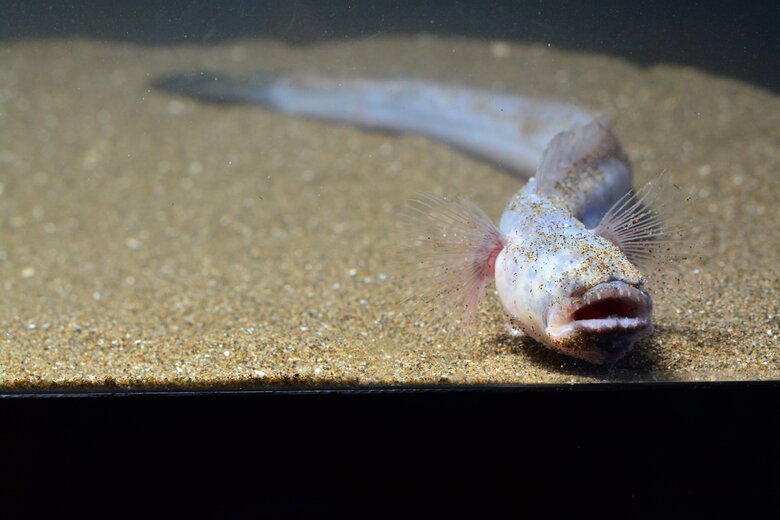 「竜」に似ている生き物たち　「ワラスボ」（提供：サンシャイン水族館）