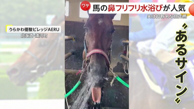 舌をペロっと出している瞬間（映像提供：うらかわ優駿ビレッジAERU）