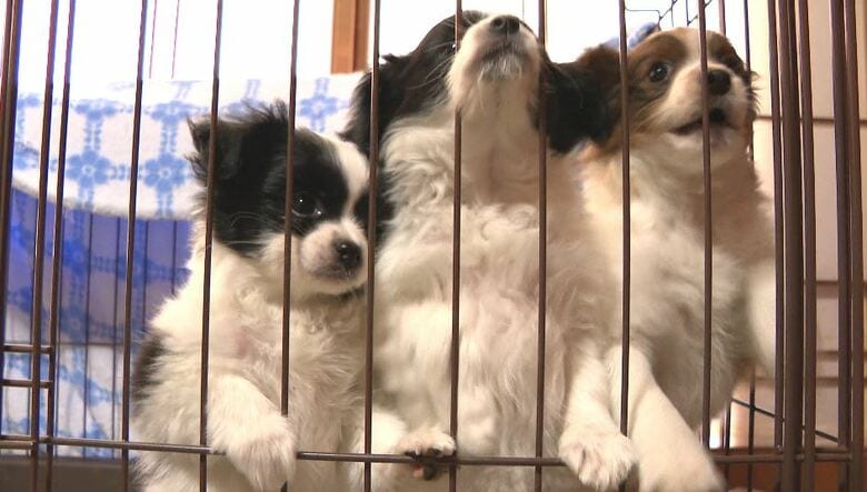 池田さん宅の犬（松本市）